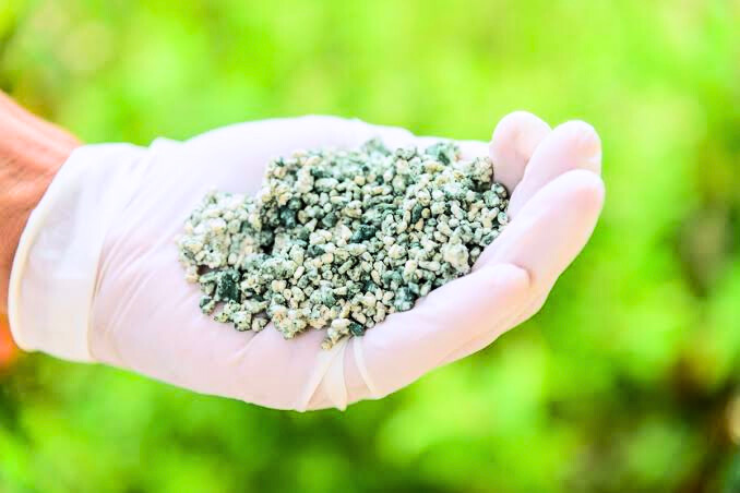 Tricho di media beras