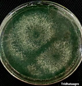 Trichoderma fungus as a biological agent