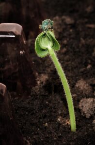 soil, nature, leaf, growth, flora, sprout, brown growth, soil, soil, soil, soil, soil, sprout