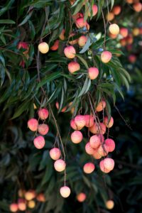 Lush green lychee tree branches laden with ripe, colorful fruits.
