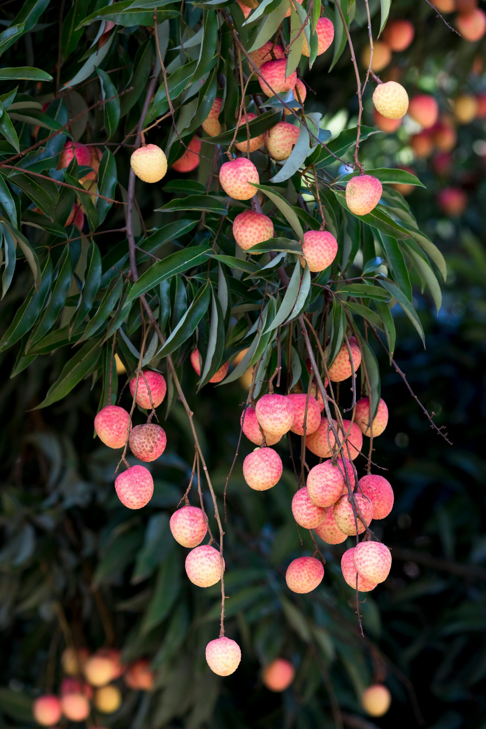 Lush green lychee tree branches laden with ripe, colorful fruits.