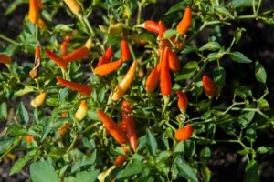 Close-up of fresh cayenne peppers growing outdoors in a lush green garden.