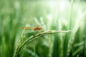 dragonfly, insect, rice, wings, rice field, grain, grass, green grass, green rice, perched, nature, closeup, dragonfly, rice, rice, rice, rice, rice, rice field