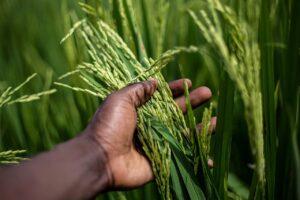rice, grain, plant, food, harvest, hand, agriculture, farming, cultivation, organic, plantation, landscape, nature, burundi, bujumbura, rice, rice, rice, rice, rice