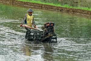 Indonesian farmer using a hand tractor during rice field preparation in Java