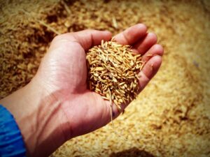 A close-up of a hand holding ripe rice grains in a sunny agricultural field.