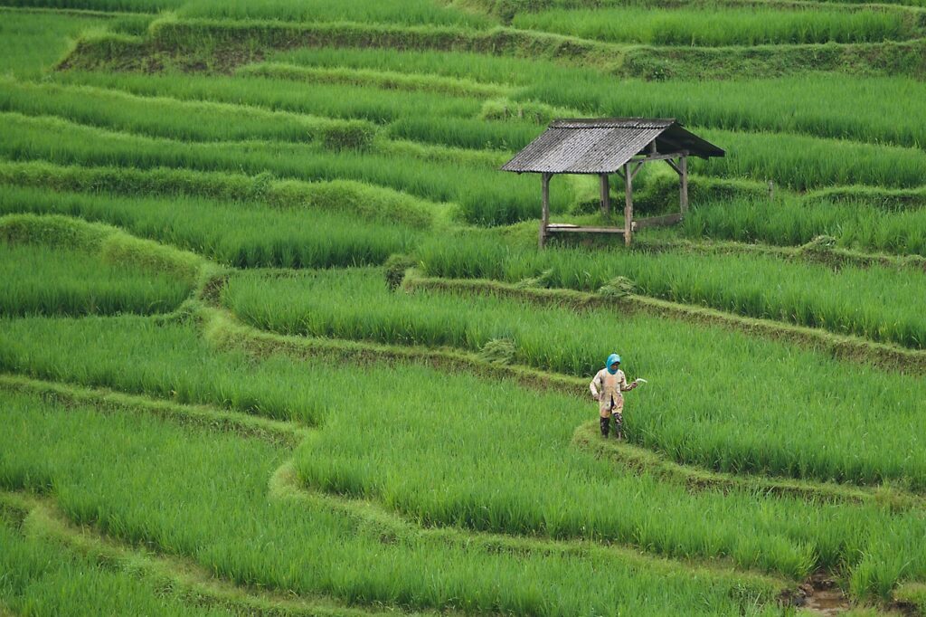 rice field, paddy field, agriculture, farming, farm, nature, green, rice field, agriculture, agriculture, agriculture, agriculture, agriculture, farming, farm