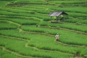 rice field, paddy field, agriculture, farming, farm, nature, green, rice field, agriculture, agriculture, agriculture, agriculture, agriculture, farming, farm