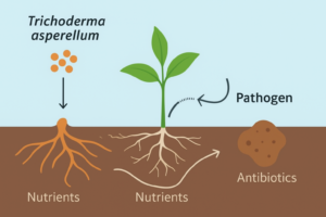 microparasitism of Trichoderma asperellum
