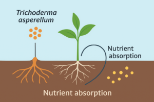 Nutrient absorption